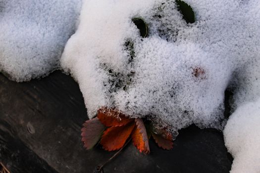 Dried strawberry leaves under the snow. Snow covered strawberries that are grown on black plastic foil. Zavidovici, Bosnia and Herzegovina.