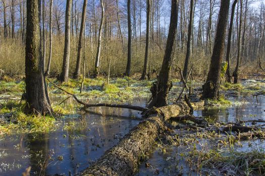 Frozen swamp in the forest, view on a sunny winter day