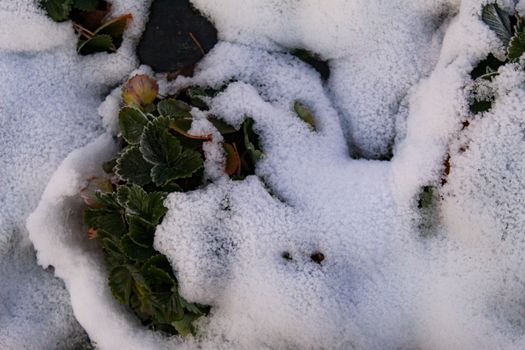 Snow fell on strawberry plants. A snow-covered strawberry plant, a group of strawberry leaves protruding above the snow in a row. Zavidovici, Bosnia and Herzegovina.