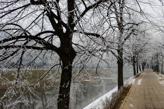 Trees next to the promenade. The trees have frost on the branches. Next to the trees and promenades is the river Miljacka. Winter in Sarajevo. Sarajevo, Bosnia and Herzegovina.