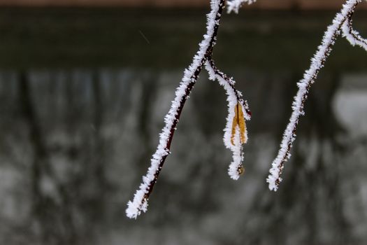 A twig with frost on it. It has a yellow leaf with hoarfrost on it. Winter in Sarajevo. Sarajevo, Bosnia and Herzegovina.