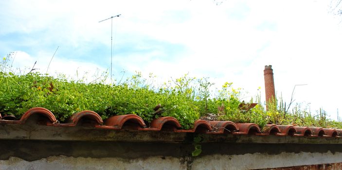 Banner of an old abandoned roof on which various plants grow and the sky in the background.