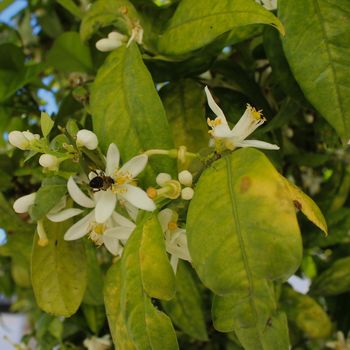 Honey bee on orange tree blossom.