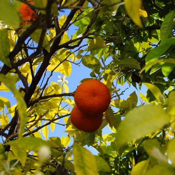 Two oranges inside a tree canopy. Around the oranges they have branches on which there are leaves and flowers. Citrus plant. Citrus fruit. Faro, Portugal.