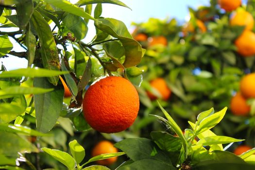 Ripe orange on the branches of a tree. Orange fruit among green leaves. The sky in the background. Green leaves. Citrus plant. Citrus fruit. Faro, Portugal.