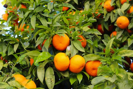 Mandarin fruits among green leaves. Ripe mandarin fruits. Faro, Portugal.