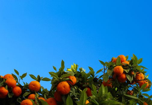 Ripe mandarin fruits with green leaves in between opposite the clear blue sky. Ripe fruits of mandarin - citrus. Faro, Portugal.