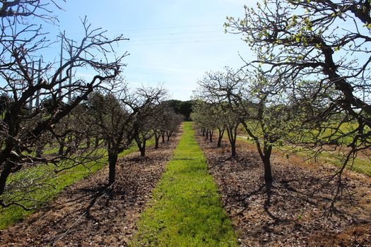 An orchard before spring where the trees are just beginning to leaf. Between two rows of trees. Beja, Portugal.