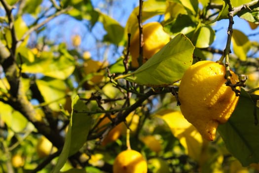 Yellow ripe lemons on a branch with leaves.