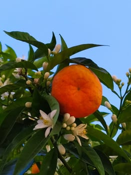 Mandarin with fruit and flowers on a branch among the green leaves.