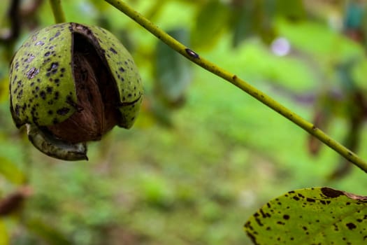 Walnut. Shell. Green shell. Ripe walnut. Tree branch. Zavidovici, Bosnia and Herzegovina.