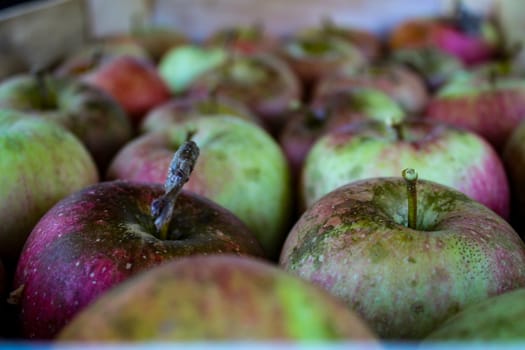 Cultivated homemade apples that are perfectly arranged in a wooden crate. Zavidovici, Bosnia and Herzegovina.