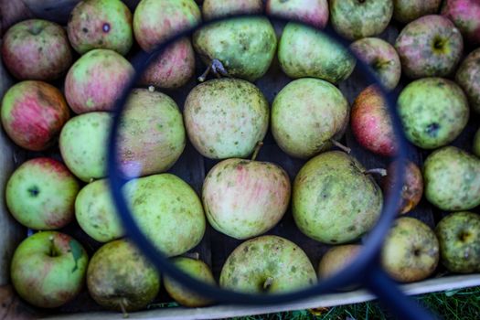 Apples in a wooden crate magnified with a magnifying glass. Homegrown apples in the fall.