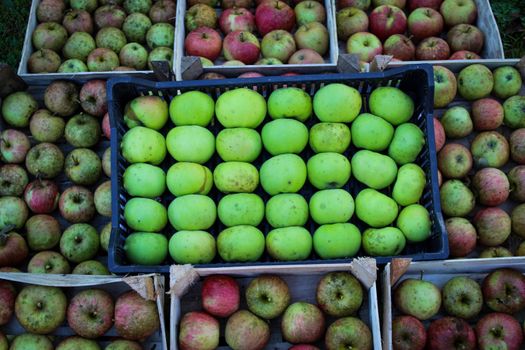 Green apples in a plastic crate that is on other wooden crates where there are reddish apples. Homegrown organic apples. The concept of organic. Zavidovici, Bosnia and Herzegovina.