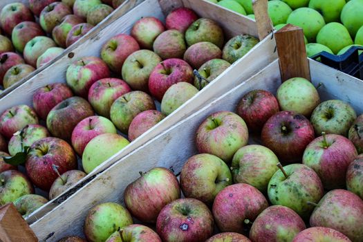 Hand-picked apples. Organic apples. Apples after harvest in crates. Zavidovici, Bosnia and Herzegovina.