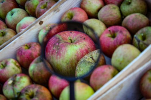 One apple magnified with a magnifying glass among the other apples in the crate. A beautiful apple in a crate full of apples. Zavidovici, Bosnia and Herzegovina.