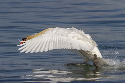 Mute swan, cygnus olor, landing on water