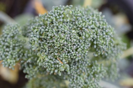 close up of a green broccoli