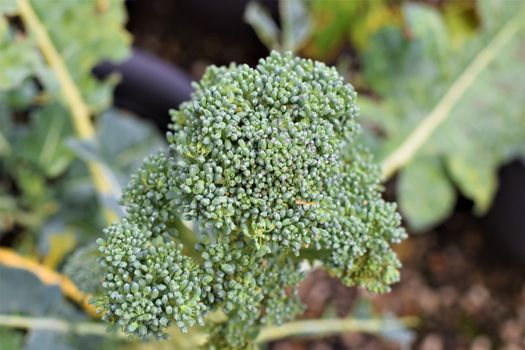 close up of a green broccoli