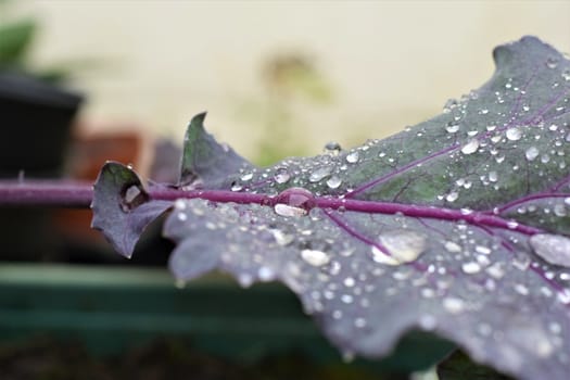 Dew drops on purple leaf as a close up