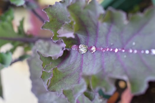 Dew drops on purple leaf as a close up