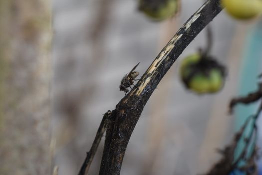 Close up of a black fly on a dry tomato stalk