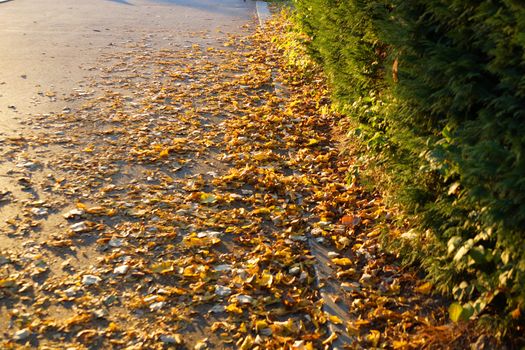 path in the park, strewn with autumn yellow leaves and lit by the setting sun.