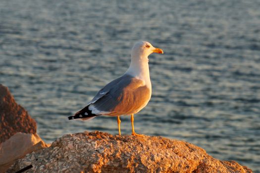 seagull sits on a stone against a background of water.