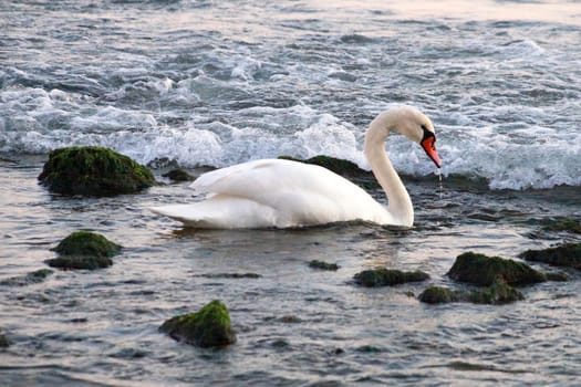 white swan blows on water between stones.