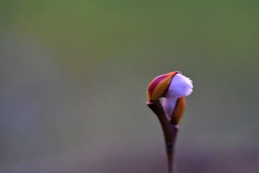 Salix caprea - willow bud as a close up against a blurred background - copyspace