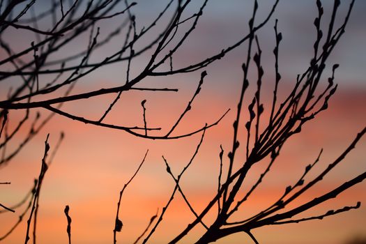Black branches without leaves against a red sky