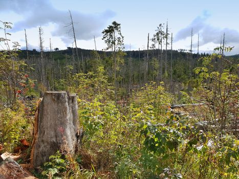 Fallen and broken trees destroyed during storm in a natural park Sumava in South Bohemia, Czech Republic.