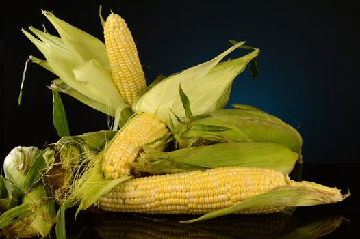 A closeup of a pile of farm fresh cobb corn over a black and blue background.