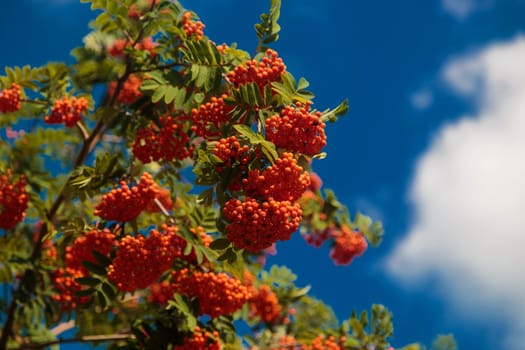 Twigs of rowan tree with bunches red ripe berries against the sky.