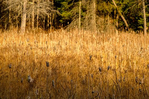 Dry cattails and weeds stand in marshlands in late autumn.