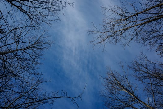 A sky background of blue with wispy white clouds is surrounded by birch trees in this image shot looking straight up in the forest.