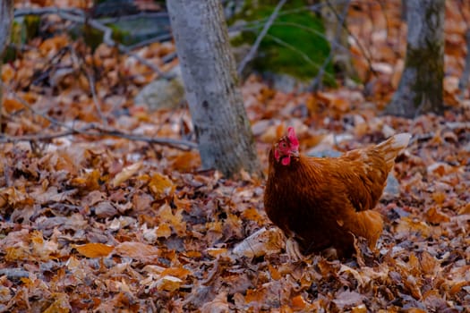 A chicken - specifically, a rooster with brown feathers - explores the forest in autumn, with the ground covered in dry, fallen leaves.