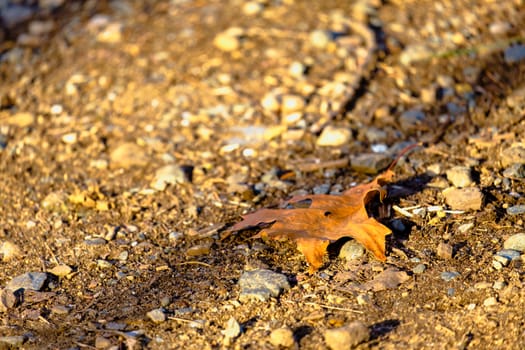 A fallen, dried and damaged leaf lies on the ground among stones and dirt.