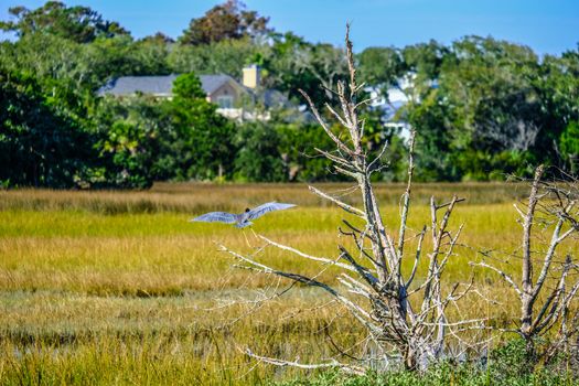 Blue Heron in Flight Over Wetland Marsh