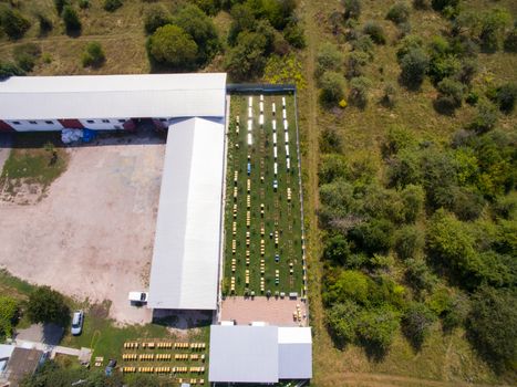 Aerial dron view of the Great Apiary. Many healthy families of honey bees. Industrial beekeeping.