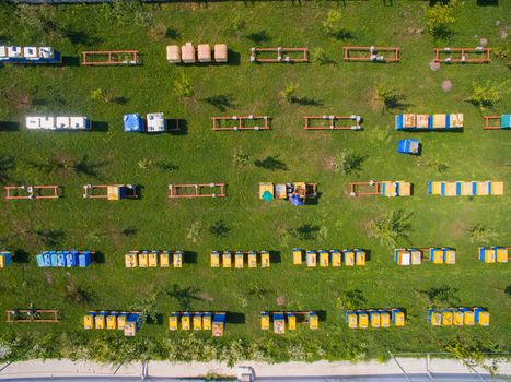 Aerial dron view of the Great Apiary. Many healthy families of honey bees. Industrial beekeeping.