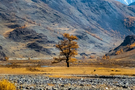 The altai mountains. The landscape of nature on the Altai mountains and in the gorges between the mountains.