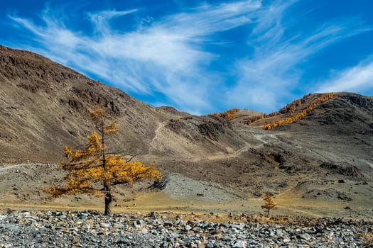 The altai mountains. The landscape of nature on the Altai mountains and in the gorges between the mountains.