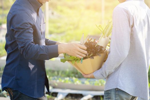 Beautiful young asian two man picking up fresh organic vegetable with basket together in the hydroponic farm, harvest and agriculture and cultivation for healthy food and business concept.