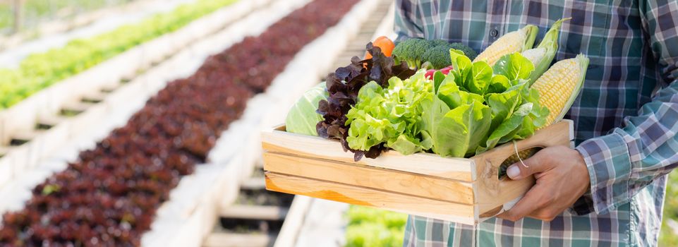 Portrait young asian man smiling harvest and picking up fresh organic vegetable kitchen garden in basket in the hydroponic farm, agriculture for healthy food and business concept, banner website.