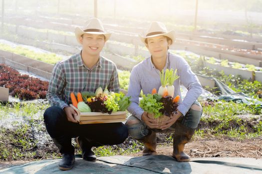 Beautiful portrait young two man harvest and picking up fresh organic vegetable garden in basket in the hydroponic farm, agriculture for healthy food and business entrepreneur concept.