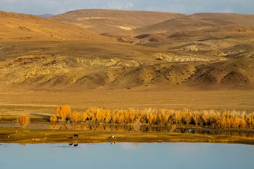 The altai mountains. The landscape of nature on the Altai mountains and in the gorges between the mountains.