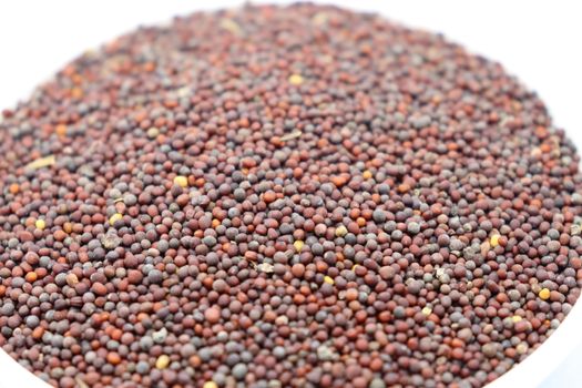 healthy and spicy mustard stock on white background