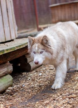 Siberian husky dogs in the enclosure, behind bars. The Siberian husky dog kennel is located in the forest. High quality photo