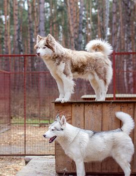 Siberian husky dogs in the enclosure, behind bars. The Siberian husky dog kennel is located in the forest. High quality photo